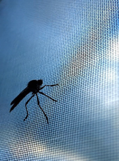 insektsnett 6